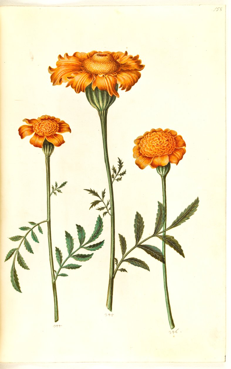 Tagetes patula (bommad sammetsblomma) av Hans Simon Holtzbecker
