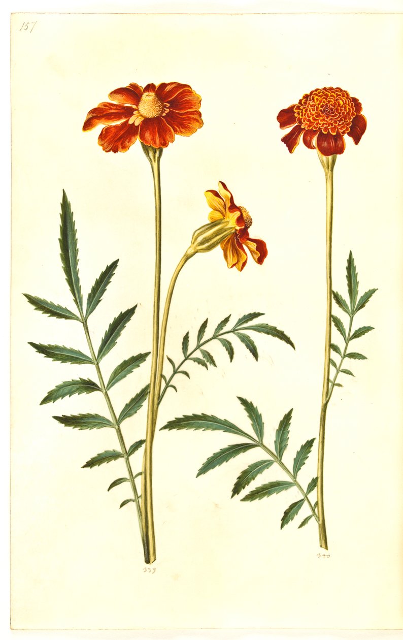 Tagetes patula (bommad sammetsblomma) av Hans Simon Holtzbecker