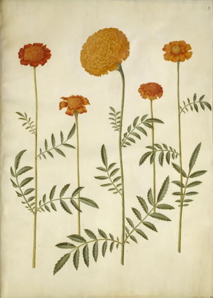 Tagetes patula (bommad sammetsblomma); Tagetes erecta (upprätt sammetsblomma) av Hans Simon Holtzbecker