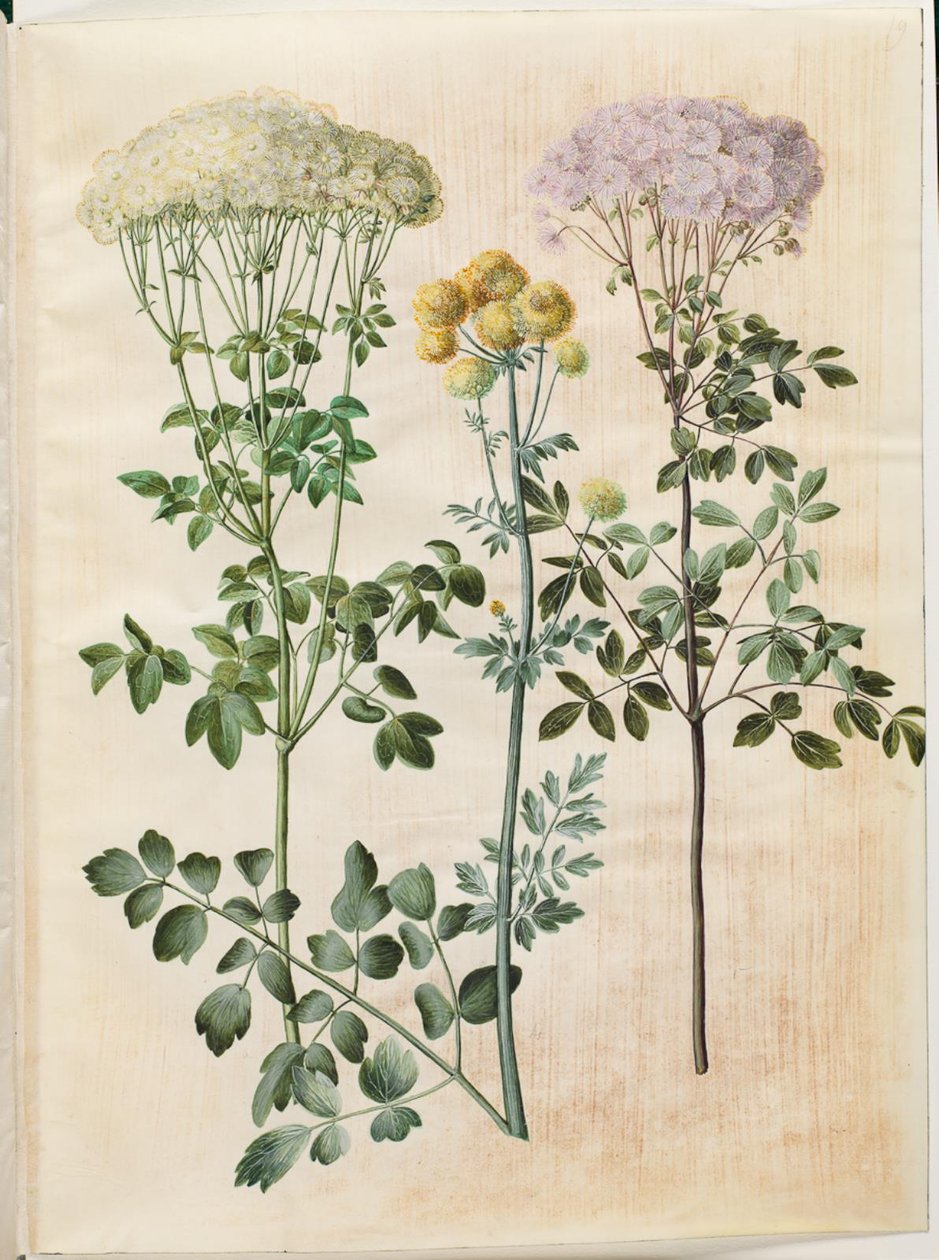 Thalictrum aquilegiifolium (aklejefröstjärna); Thalictrum flavum (gul fröstjärna) av Hans Simon Holtzbecker