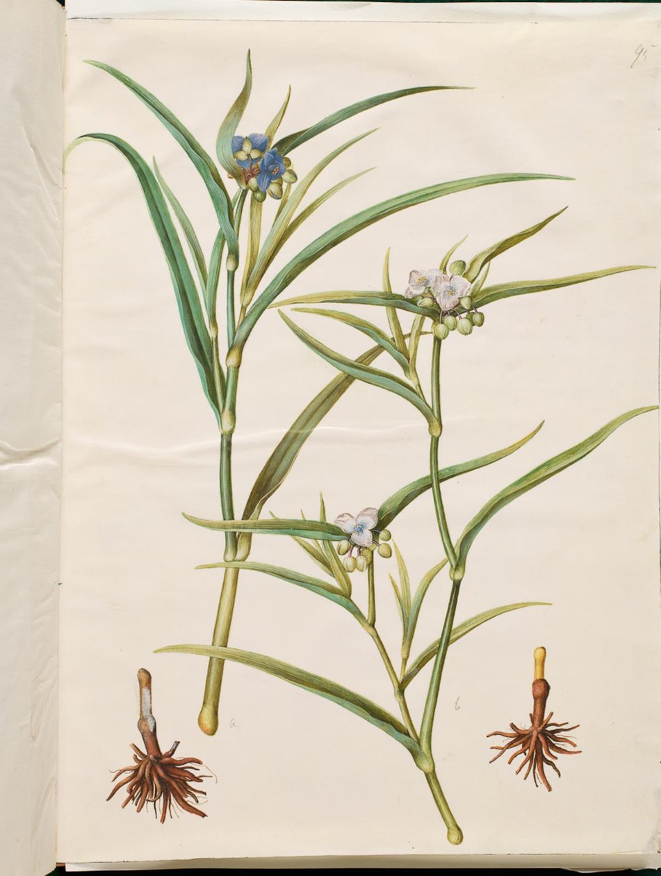 Tradescantia virginiana eller Tradescantia ohiensis (blomjude eller ohioblommajude) av Hans Simon Holtzbecker