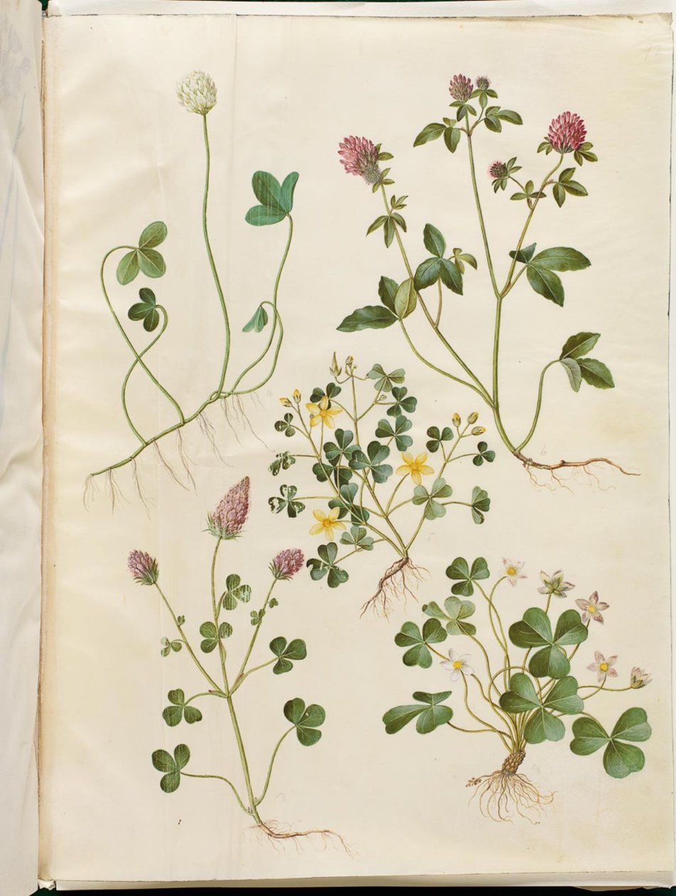 Trifolium repens (vitklöver); Trifolium pratense (rödklöver); Oxalis corniculata (surklöver); Trifolium incarnatum (blodklöver); Oxalis acetosella (trädsyra) av Hans Simon Holtzbecker