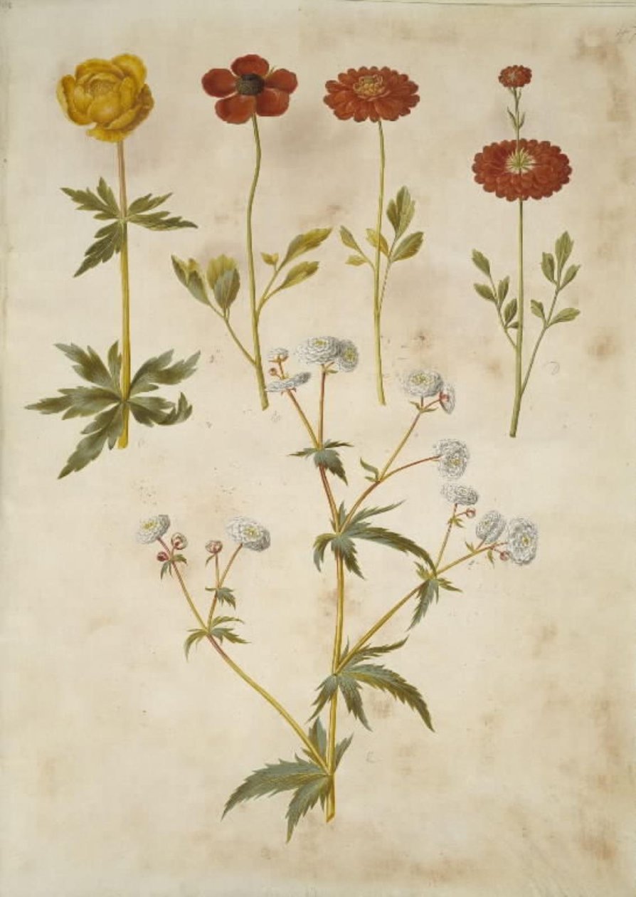 Trollius europaeus (europeiskt ängsplommon); Ranunculus asiaticus (trädgårdssmörblomma); Ranunculus aconitifolius (smörblomma i silver) av Hans Simon Holtzbecker
