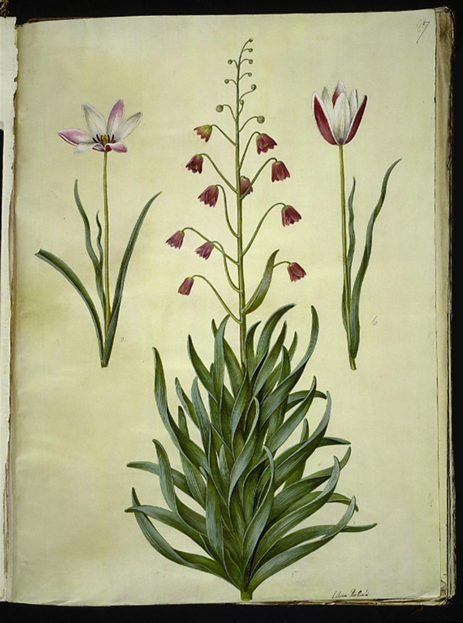 Tulipa clusiana (clusius-tulpan); Fritillaria persica (persisk fritillaria) av Hans Simon Holtzbecker