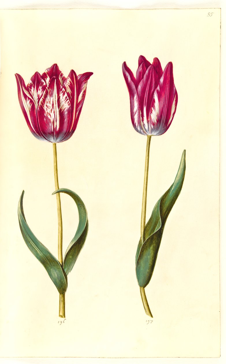 Tulipa gesneriana (har tulpan) av Hans Simon Holtzbecker