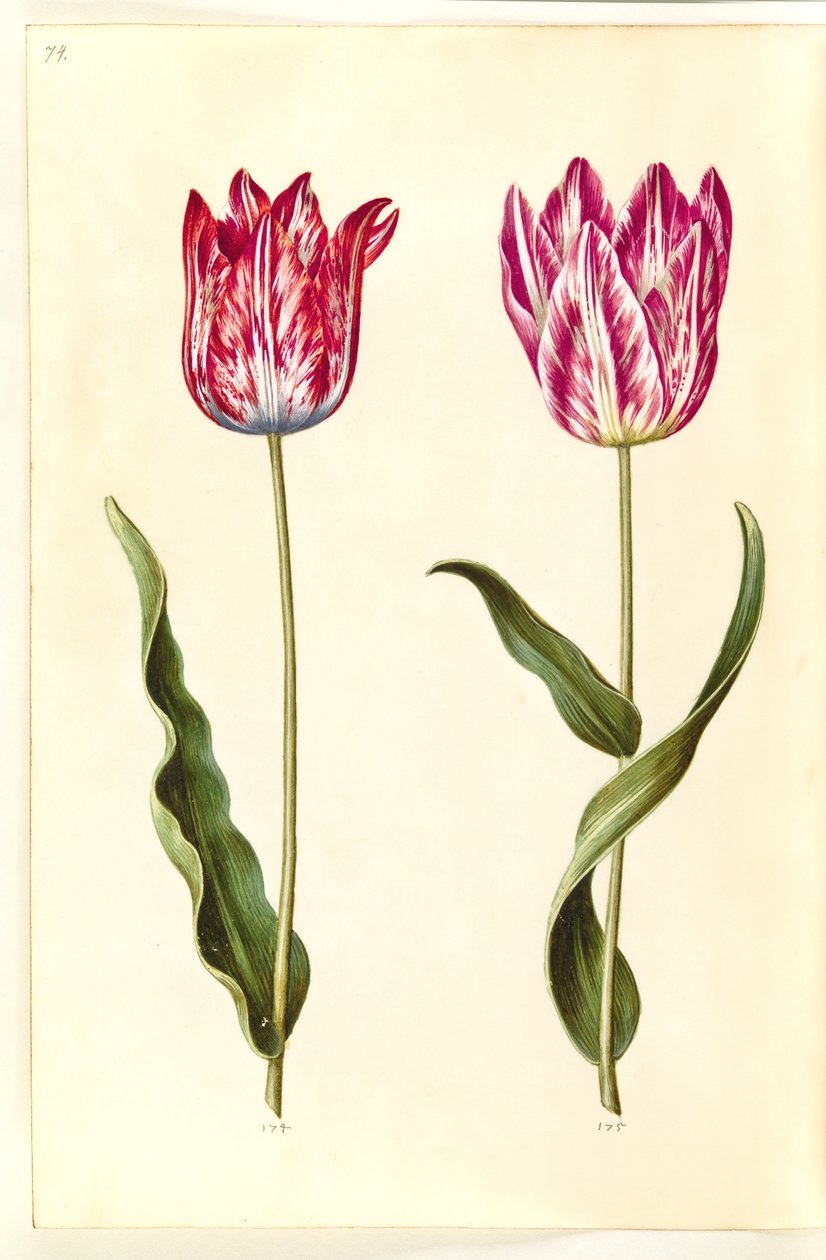 Tulipa gesneriana (har tulpan) av Hans Simon Holtzbecker