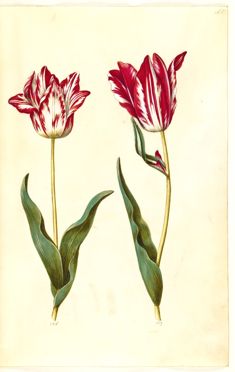 Tulipa gesneriana (har tulpan) av Hans Simon Holtzbecker