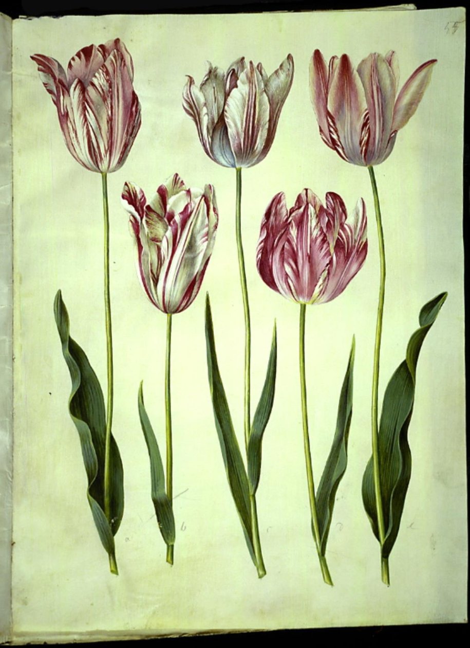 Tulipa gesneriana (har tulpan) av Hans Simon Holtzbecker