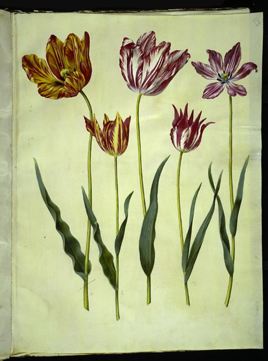 Tulipa gesneriana (har tulpan) av Hans Simon Holtzbecker