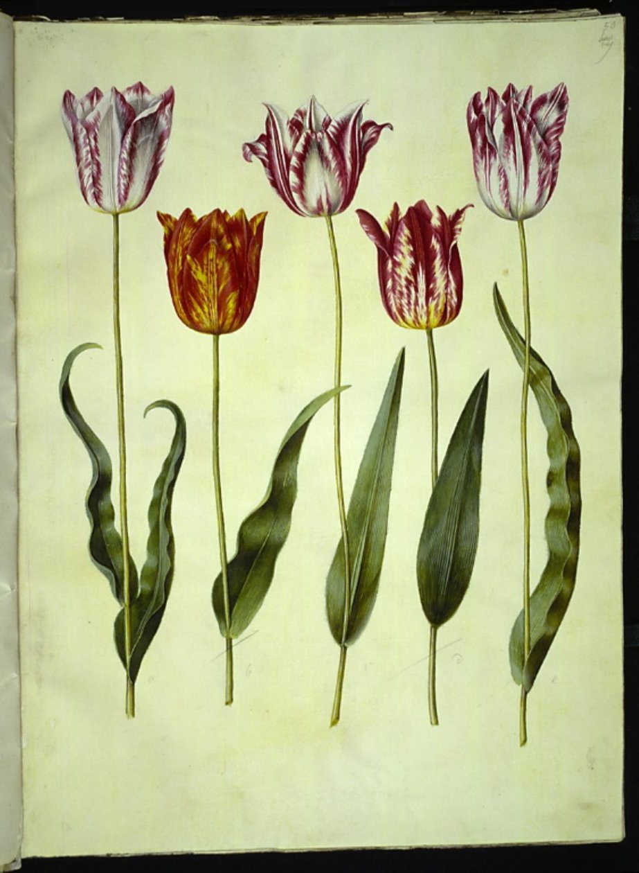 Tulipa gesneriana (har tulpan) av Hans Simon Holtzbecker