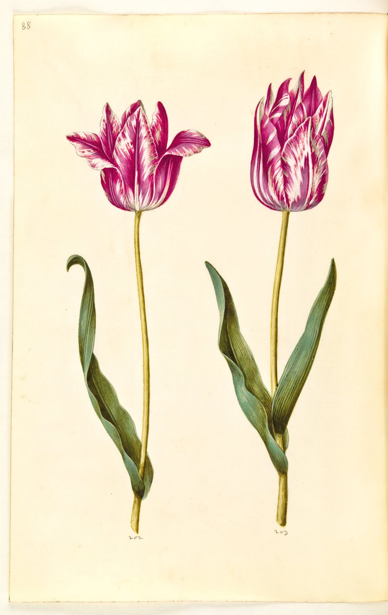 Tulipa gesneriana (har tulpan) av Hans Simon Holtzbecker