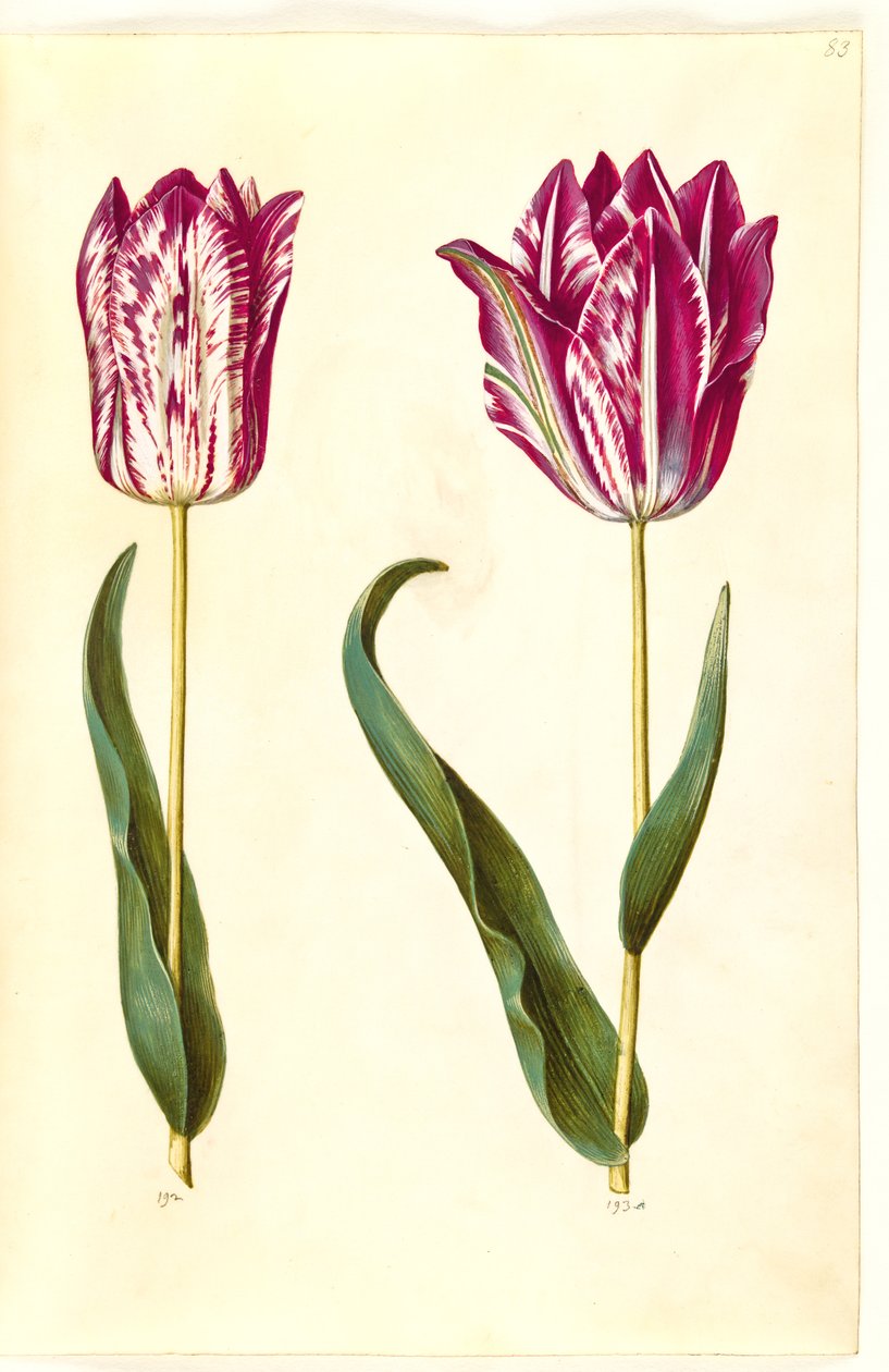 Tulipa gesneriana (har tulpan) av Hans Simon Holtzbecker