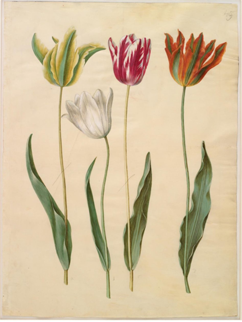 Tulipa gesneriana (har tulpan) av Hans Simon Holtzbecker