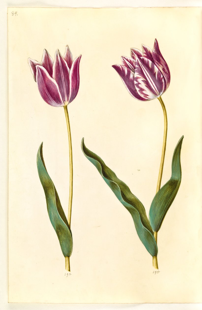 Tulipa gesneriana (har tulpan) av Hans Simon Holtzbecker