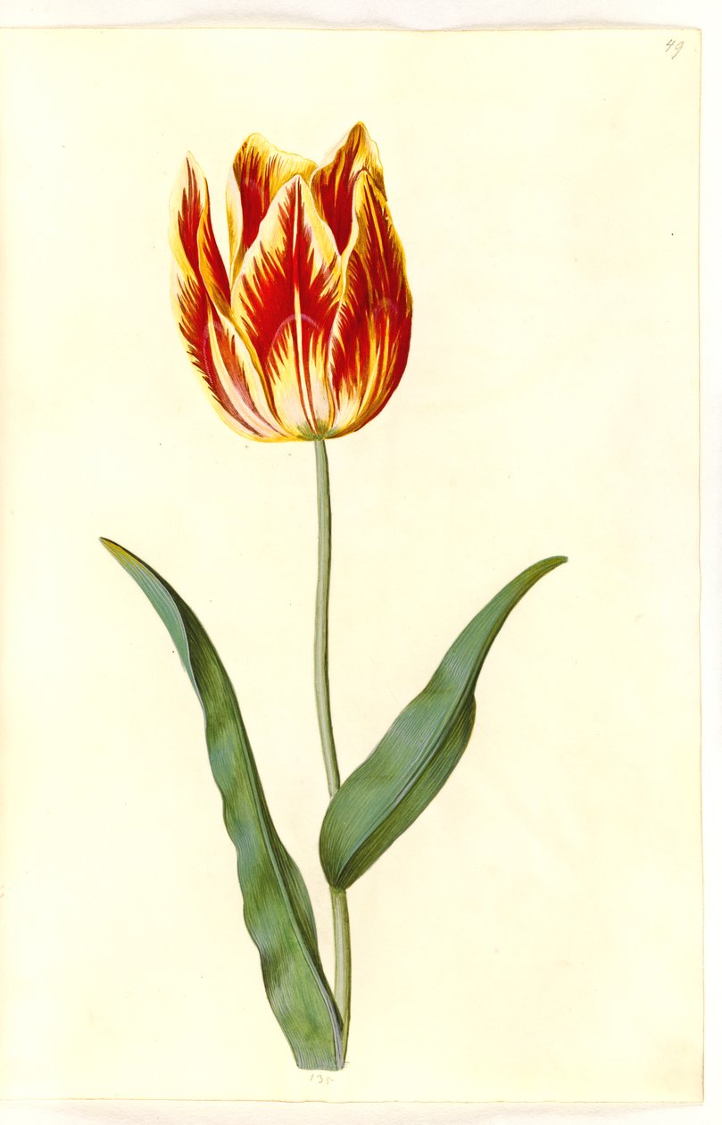 Tulipa gesneriana (har tulpan) av Hans Simon Holtzbecker