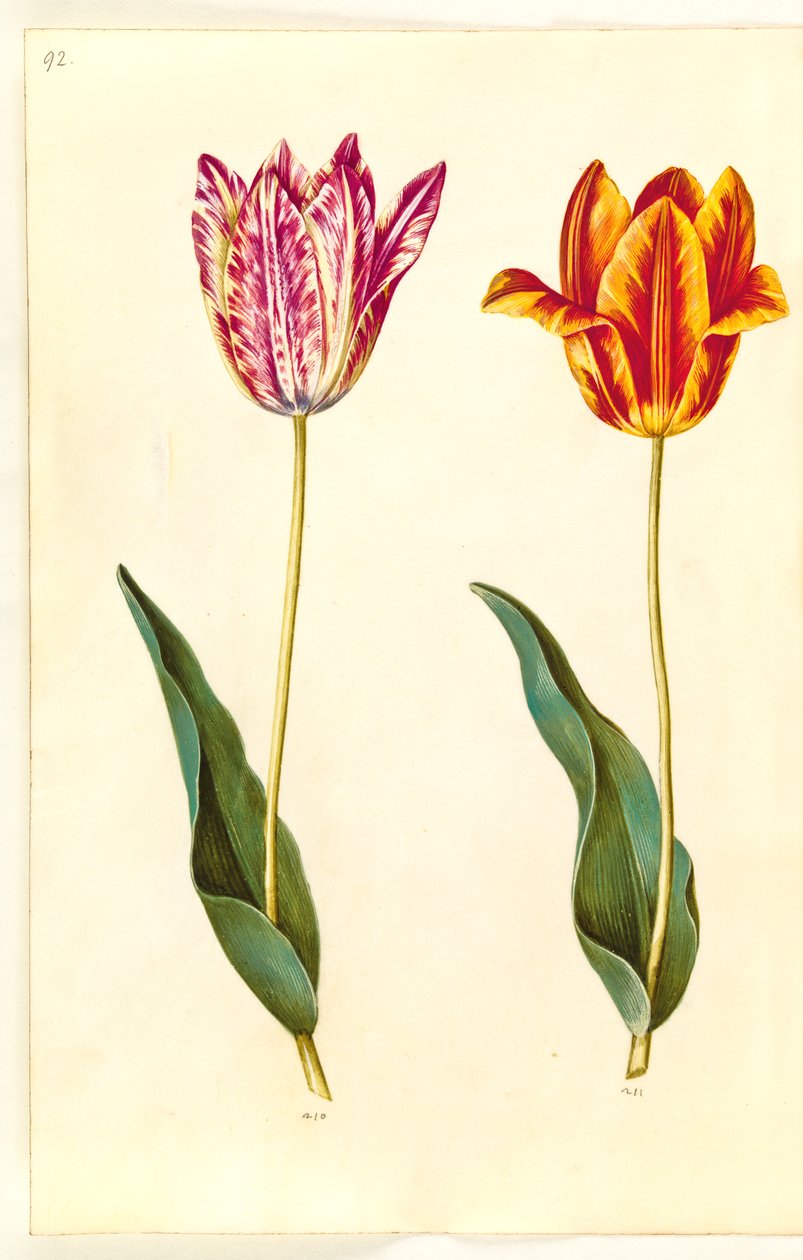 Tulipa gesneriana (har tulpan) av Hans Simon Holtzbecker