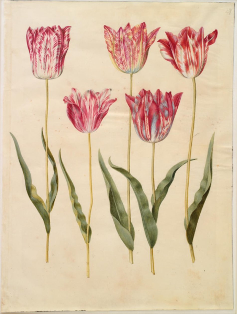 Tulipa gesneriana (har tulpan) av Hans Simon Holtzbecker