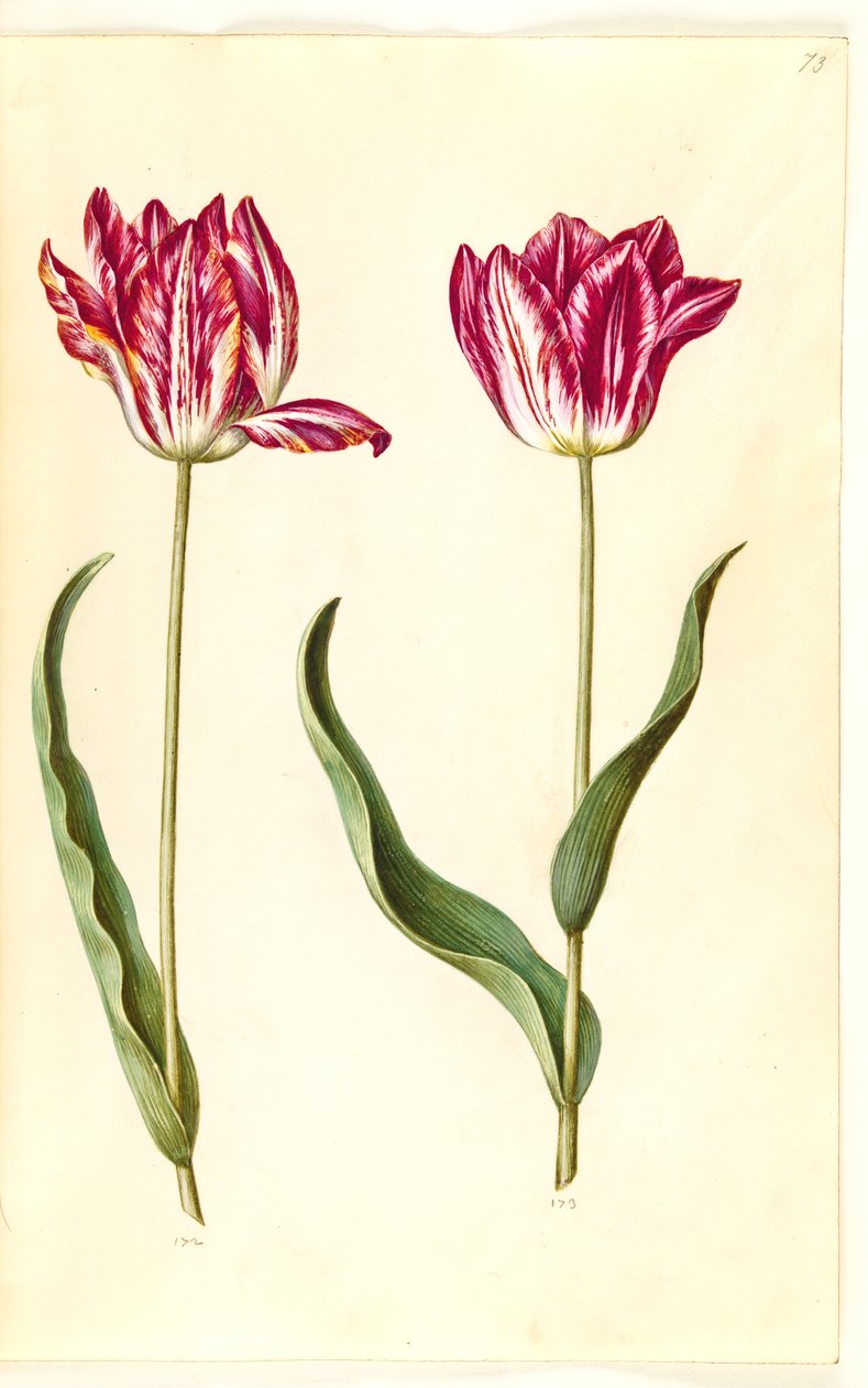Tulipa gesneriana (har tulpan) av Hans Simon Holtzbecker