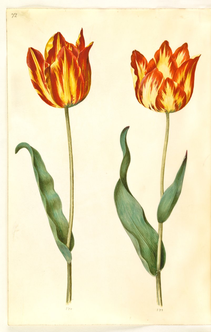 Tulipa gesneriana (har tulpan) av Hans Simon Holtzbecker