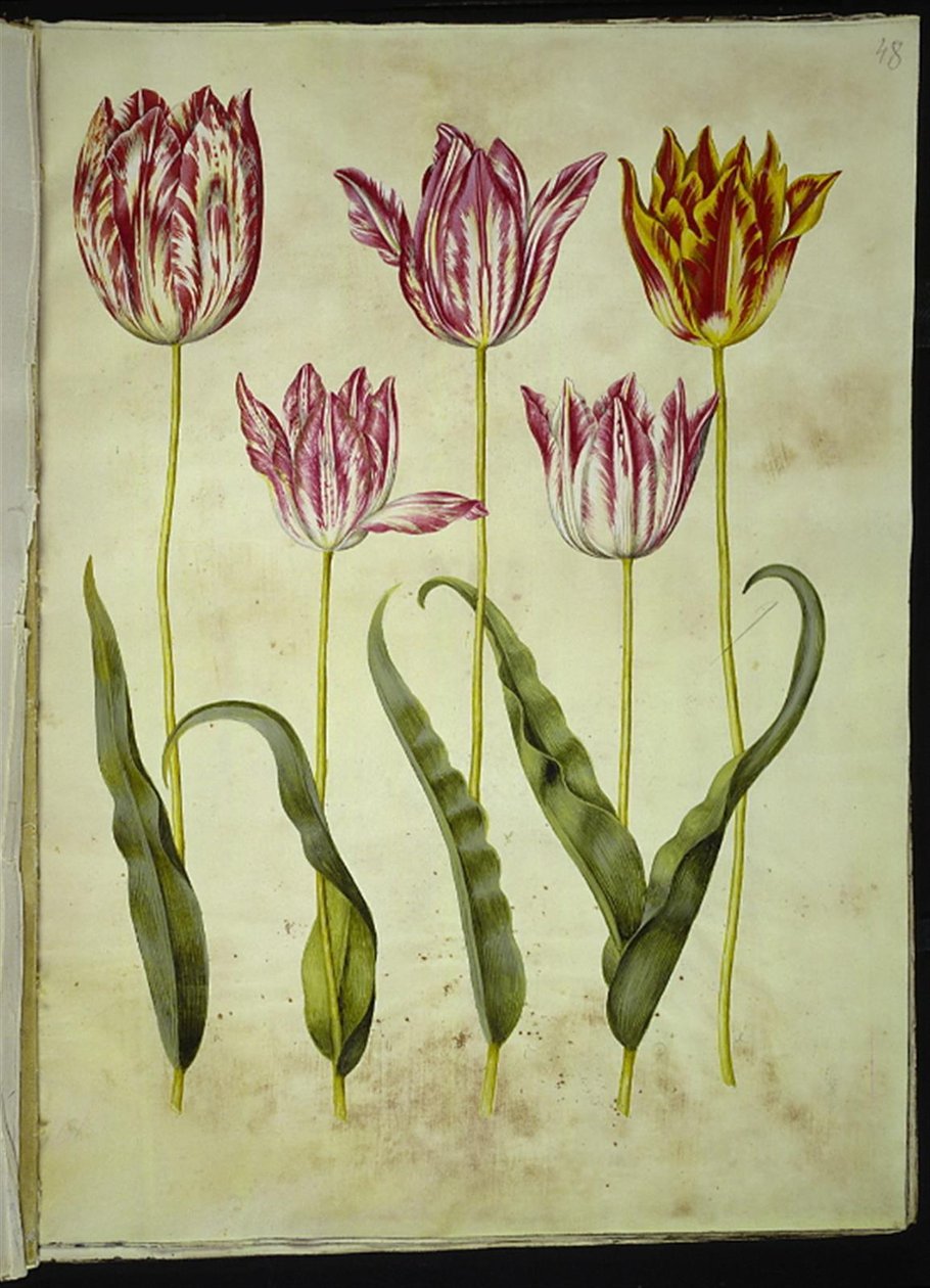 Tulipa gesneriana (har tulpan) av Hans Simon Holtzbecker