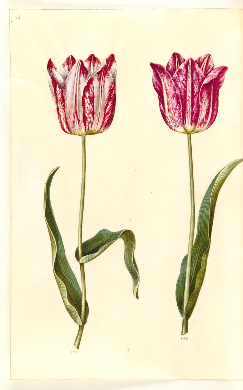 Tulipa gesneriana (har tulpan) av Hans Simon Holtzbecker