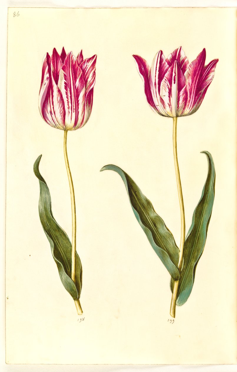 Tulipa gesneriana (har tulpan) av Hans Simon Holtzbecker