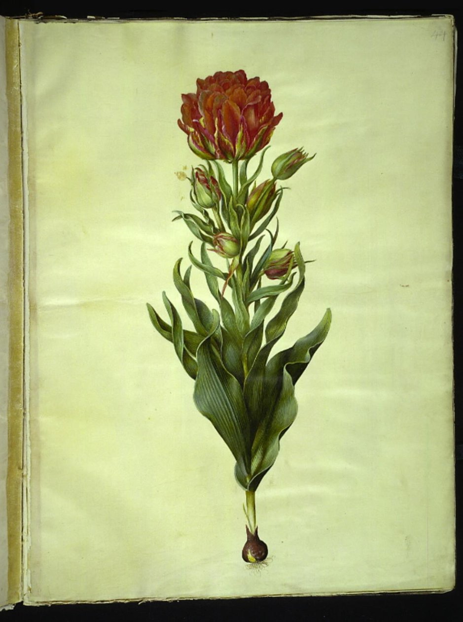 Tulipa gesneriana (har tulpan) av Hans Simon Holtzbecker