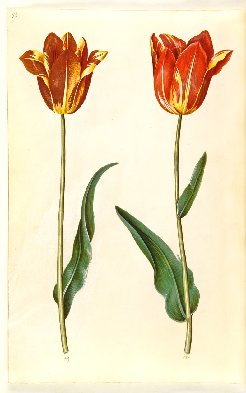 Tulipa gesneriana (har tulpan) av Hans Simon Holtzbecker