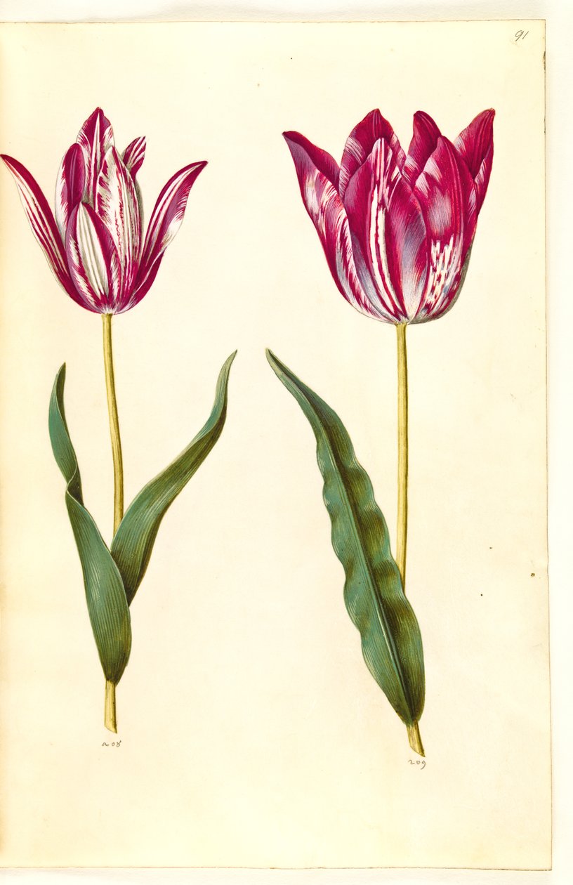 Tulipa gesneriana (har tulpan) av Hans Simon Holtzbecker