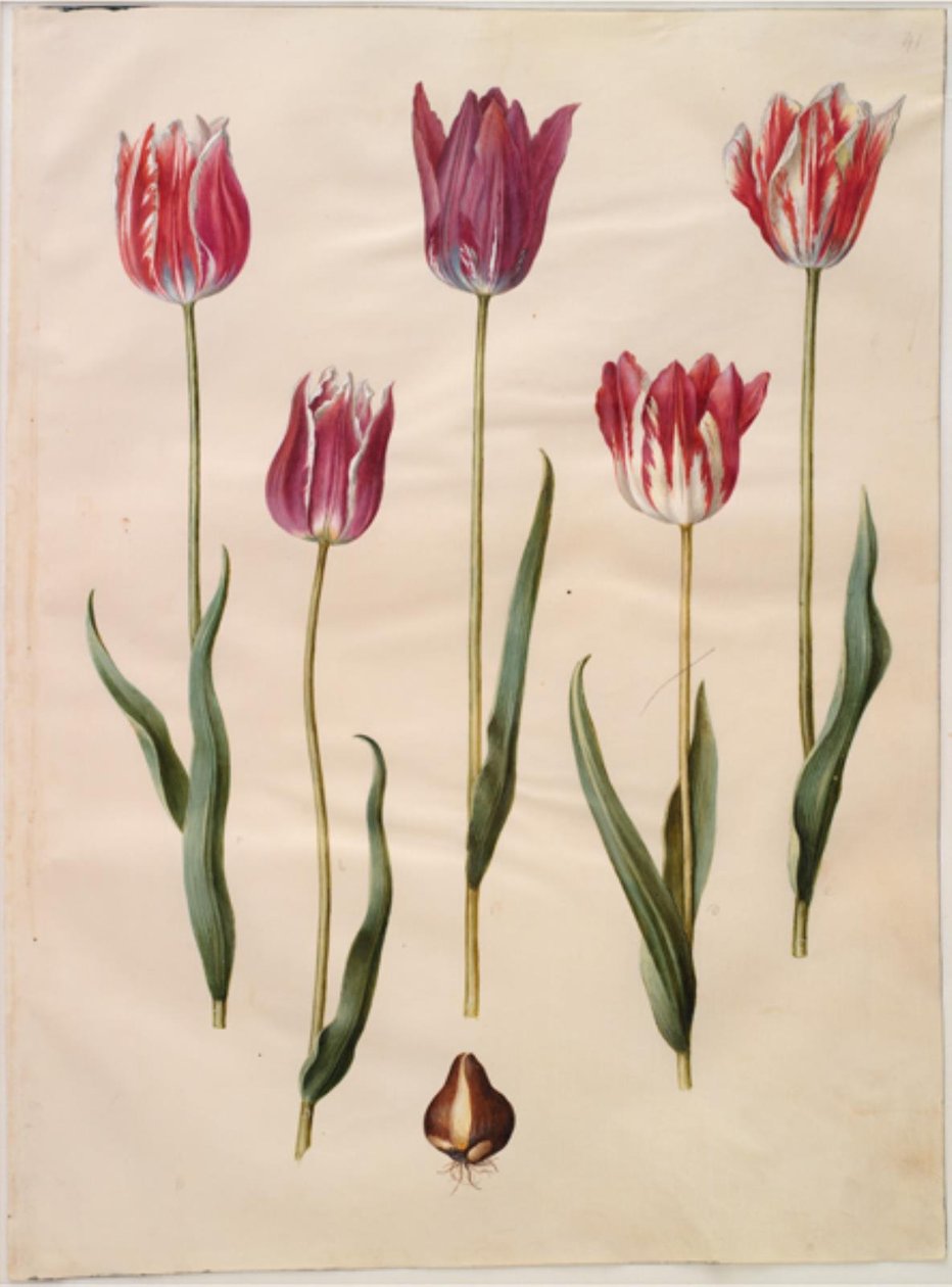 Tulipa gesneriana (har tulpan) av Hans Simon Holtzbecker
