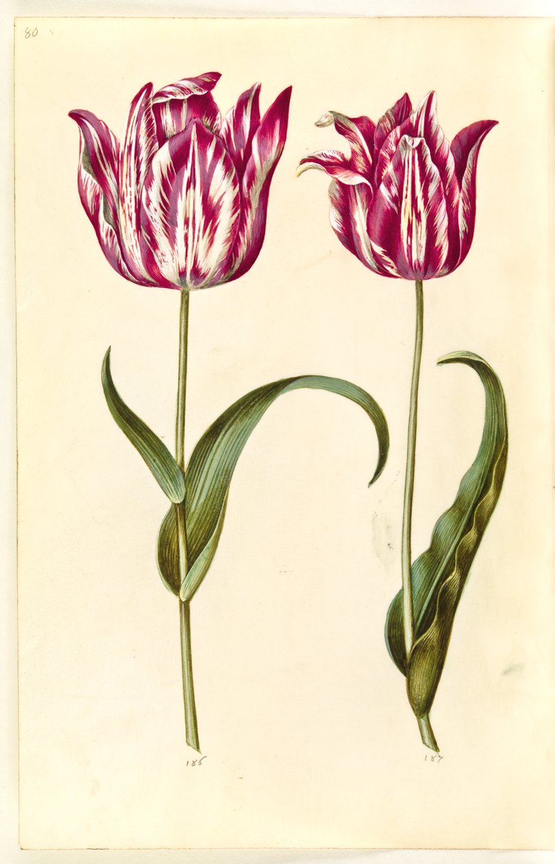 Tulipa gesneriana (har tulpan) av Hans Simon Holtzbecker