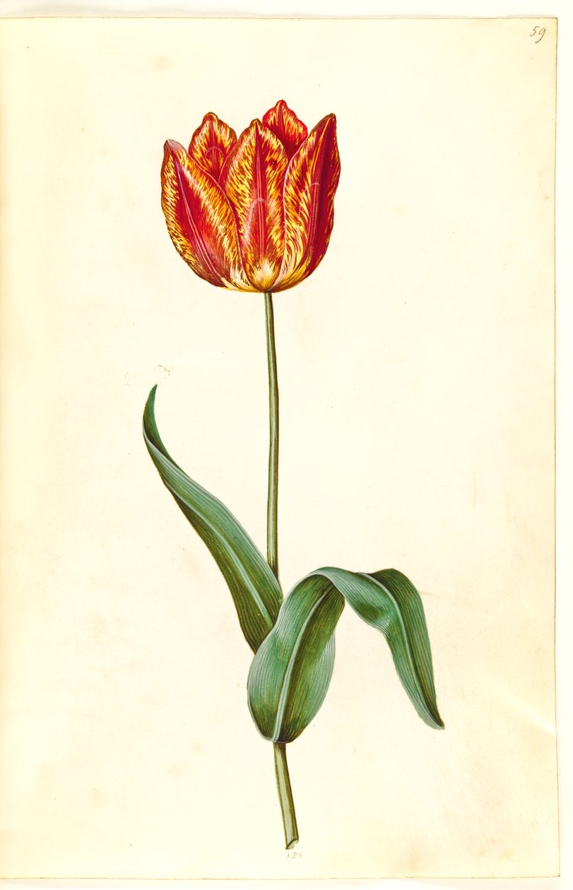 Tulipa gesneriana (har tulpan) av Hans Simon Holtzbecker