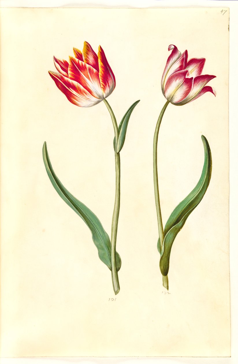 Tulipa gesneriana (har tulpan) av Hans Simon Holtzbecker