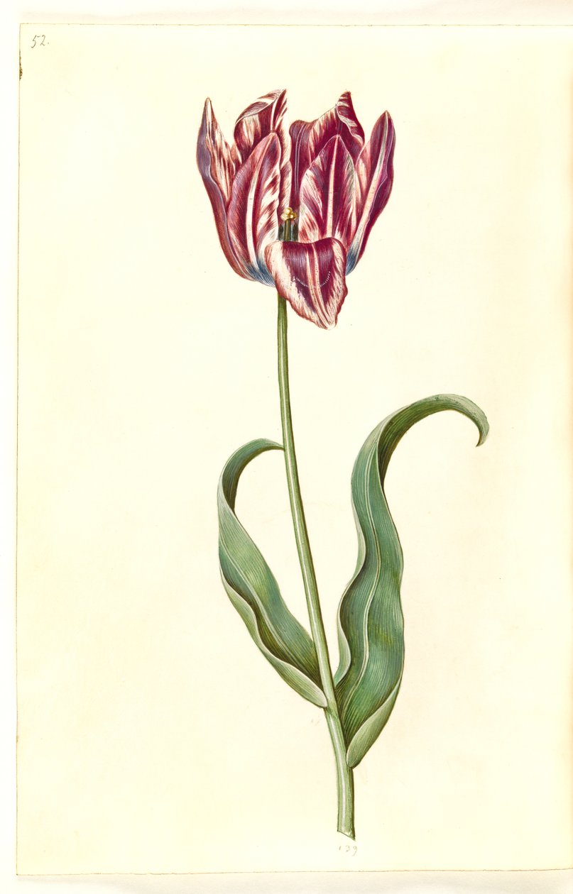Tulipa gesneriana (har tulpan) av Hans Simon Holtzbecker