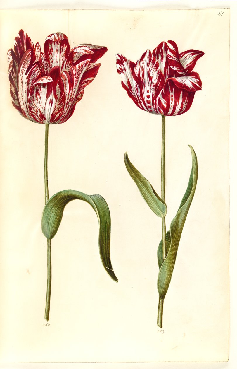 Tulipa gesneriana (har tulpan) av Hans Simon Holtzbecker