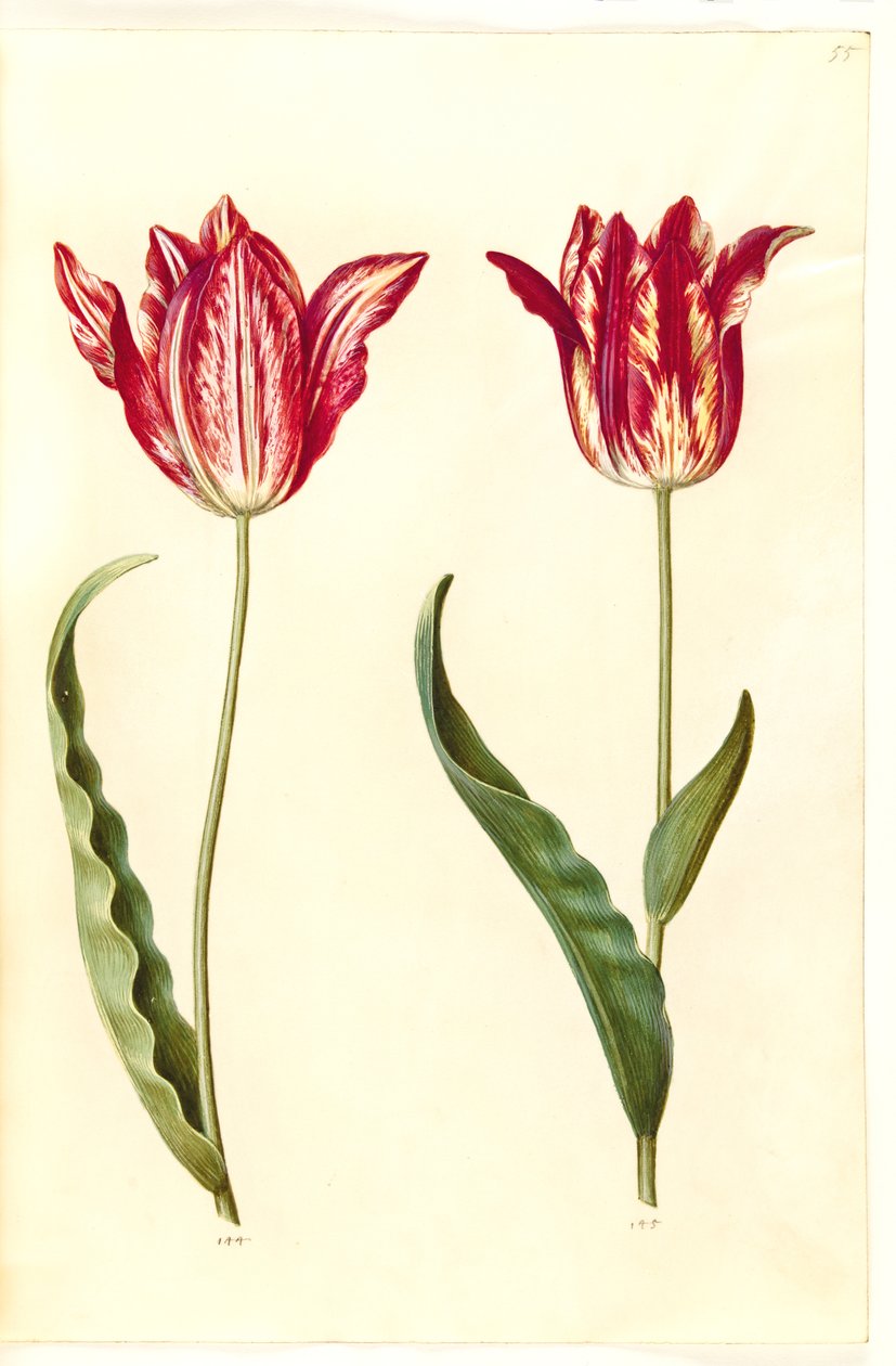Tulipa gesneriana (har tulpan) av Hans Simon Holtzbecker
