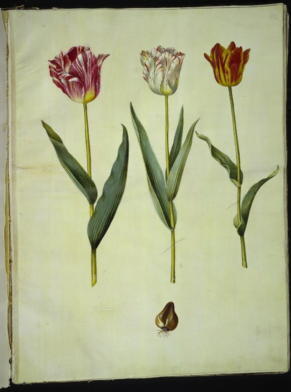 Tulipa gesneriana (har tulpan) av Hans Simon Holtzbecker
