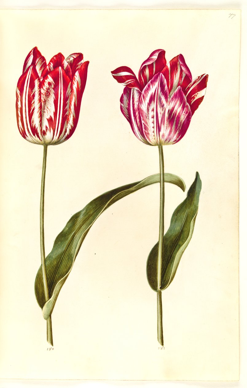 Tulipa gesneriana (har tulpan) av Hans Simon Holtzbecker