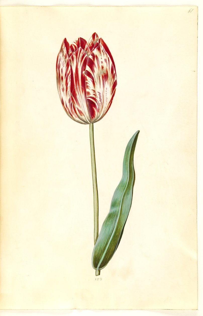 Tulipa gesneriana (har tulpan) av Hans Simon Holtzbecker