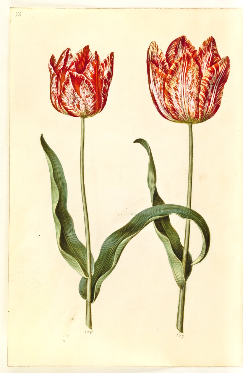 Tulipa gesneriana (har tulpan) av Hans Simon Holtzbecker