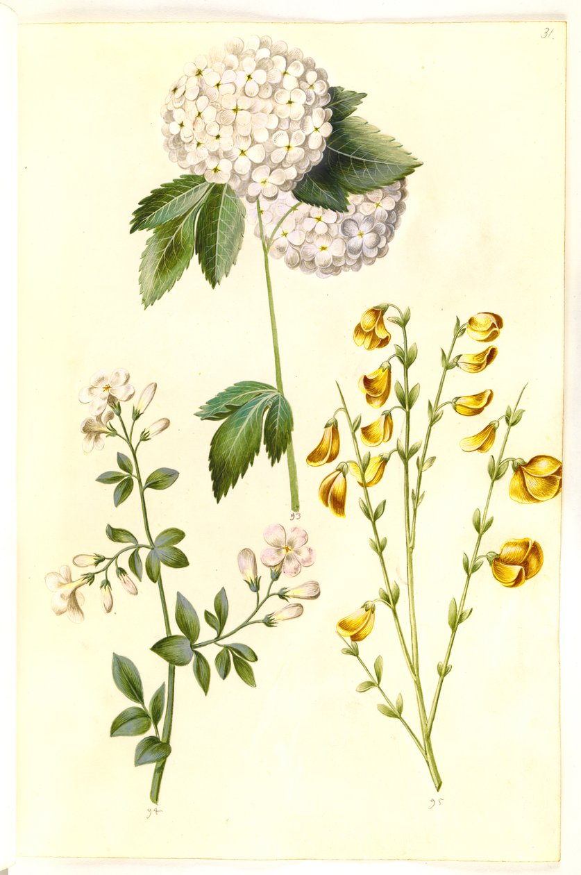 Viburnum opulus (vanlig snöboll); Jasminum officinale (Jasmine); Cytisus scoparius (vanlig kvast) av Hans Simon Holtzbecker
