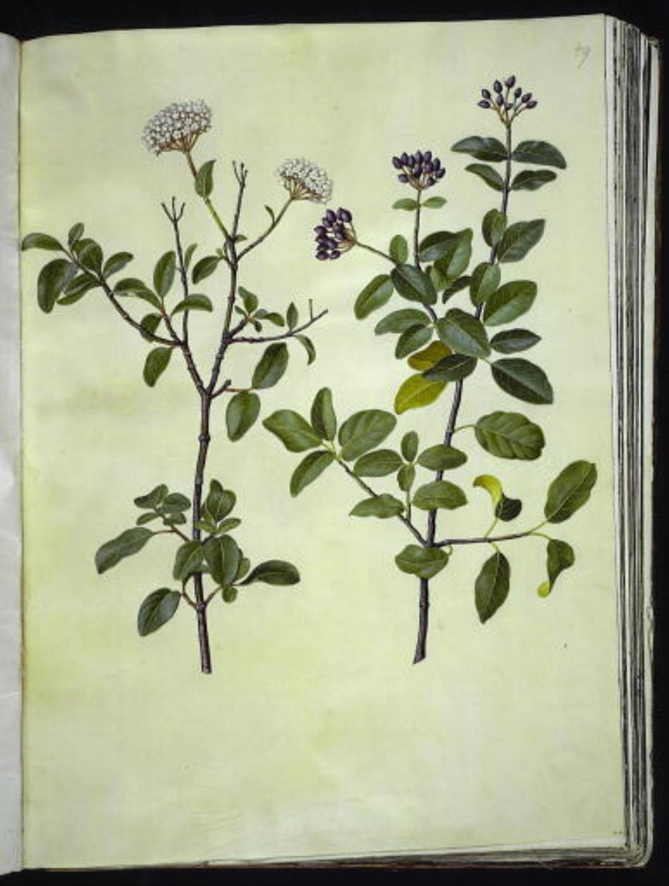 Viburnum tinus (vinter snöboll) av Hans Simon Holtzbecker