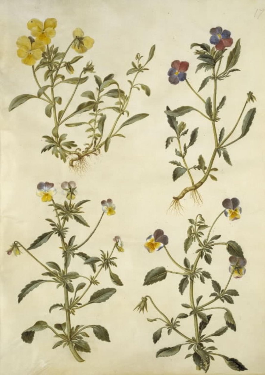 Viola cornuta (hornviolett); Viola tricolor (vanlig pensé) av Hans Simon Holtzbecker