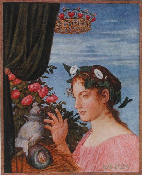 Venus, illustration från 