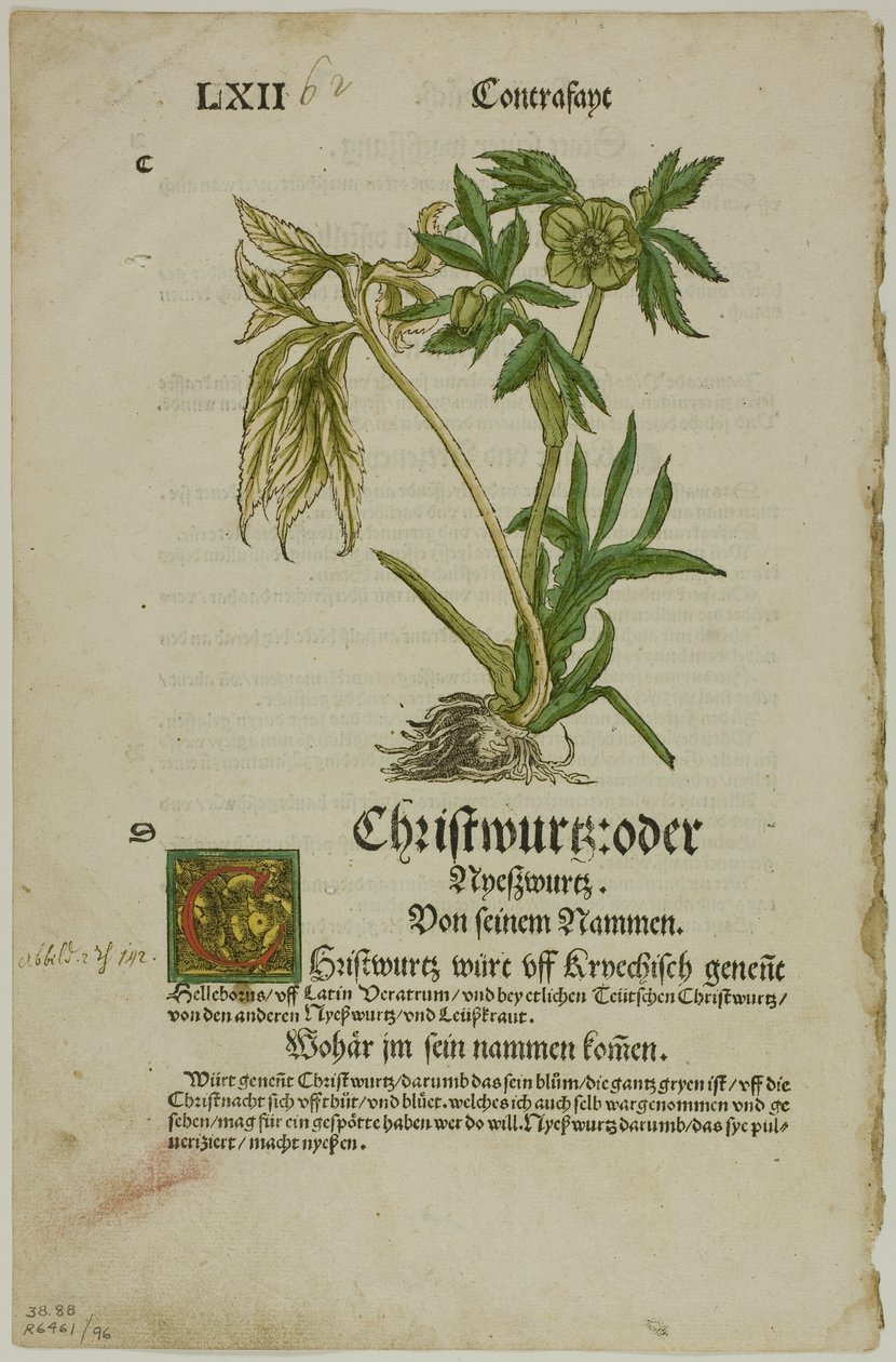 Christwurz (Hellebore) från Herbarium (Kräuterbuch), tallrik 96 från Woodcuts from Books of the XVI Century av Hans Weiditz, II