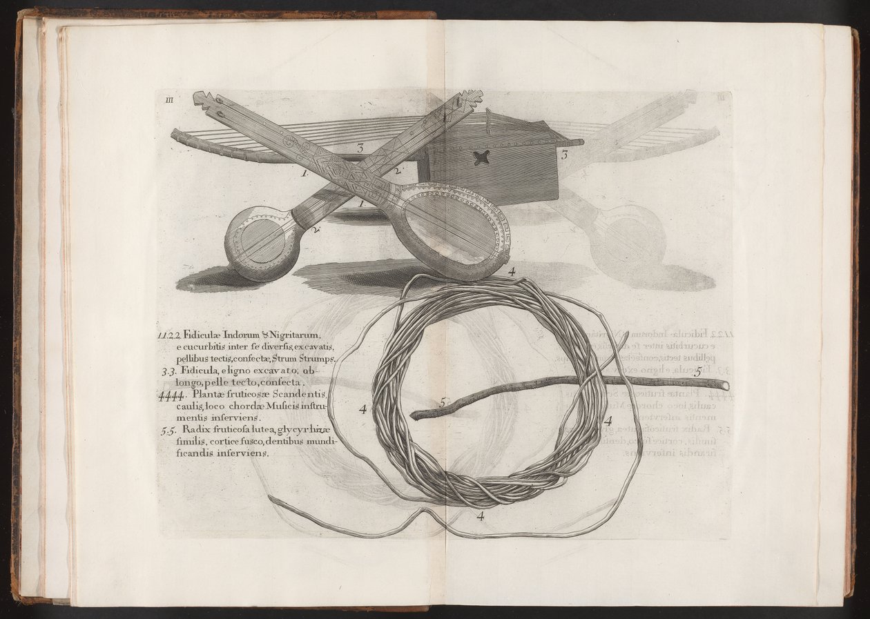 Illustration från resan till ön Madera, Barbados...Vol.2, 1815 av Hans after Sloane