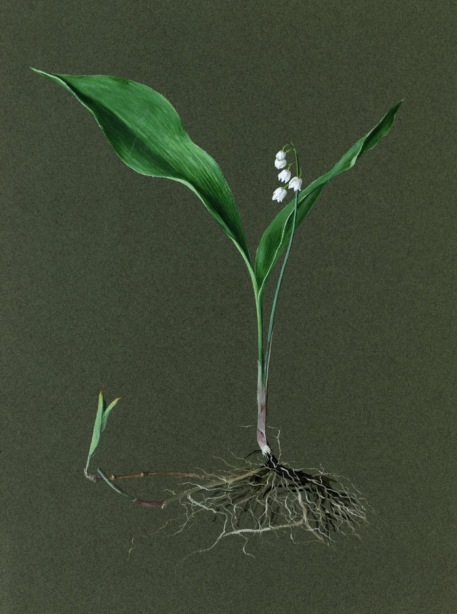Convallaria Majalis Liljekonvalj, c1870-1 av Harold Drinkwater