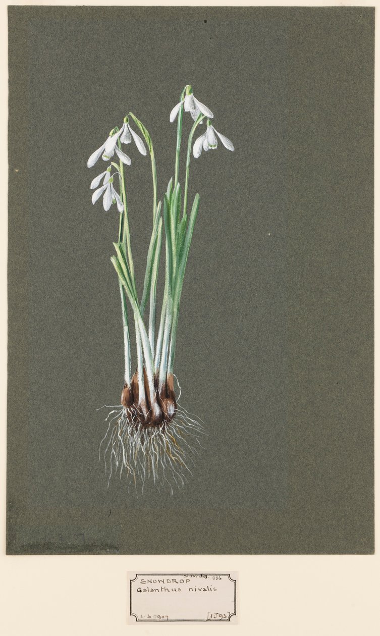 Galanthus nivalis L. Snowdrop, c1903-1915. av Harold Drinkwater