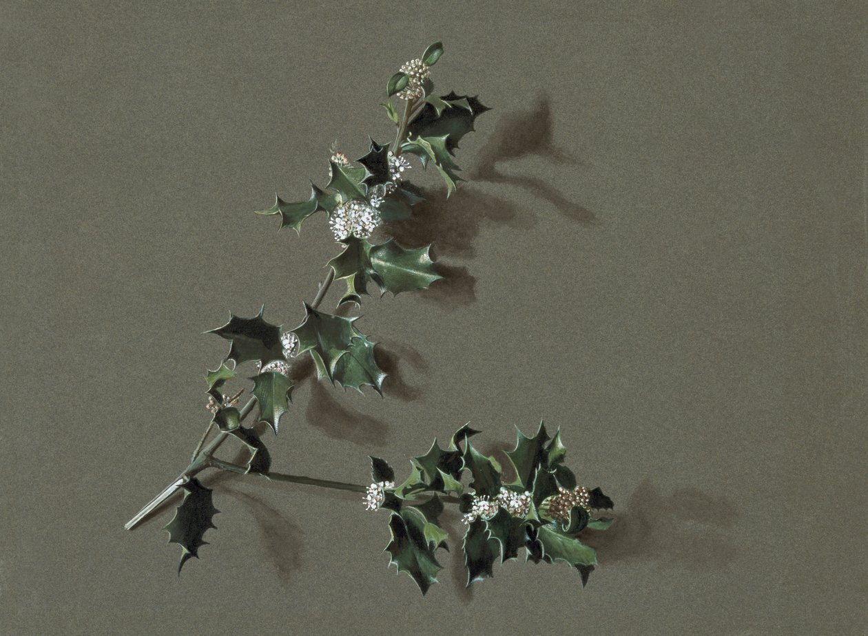 Ilex aquifolium L. Järnek, c1870-1920. av Harold Drinkwater