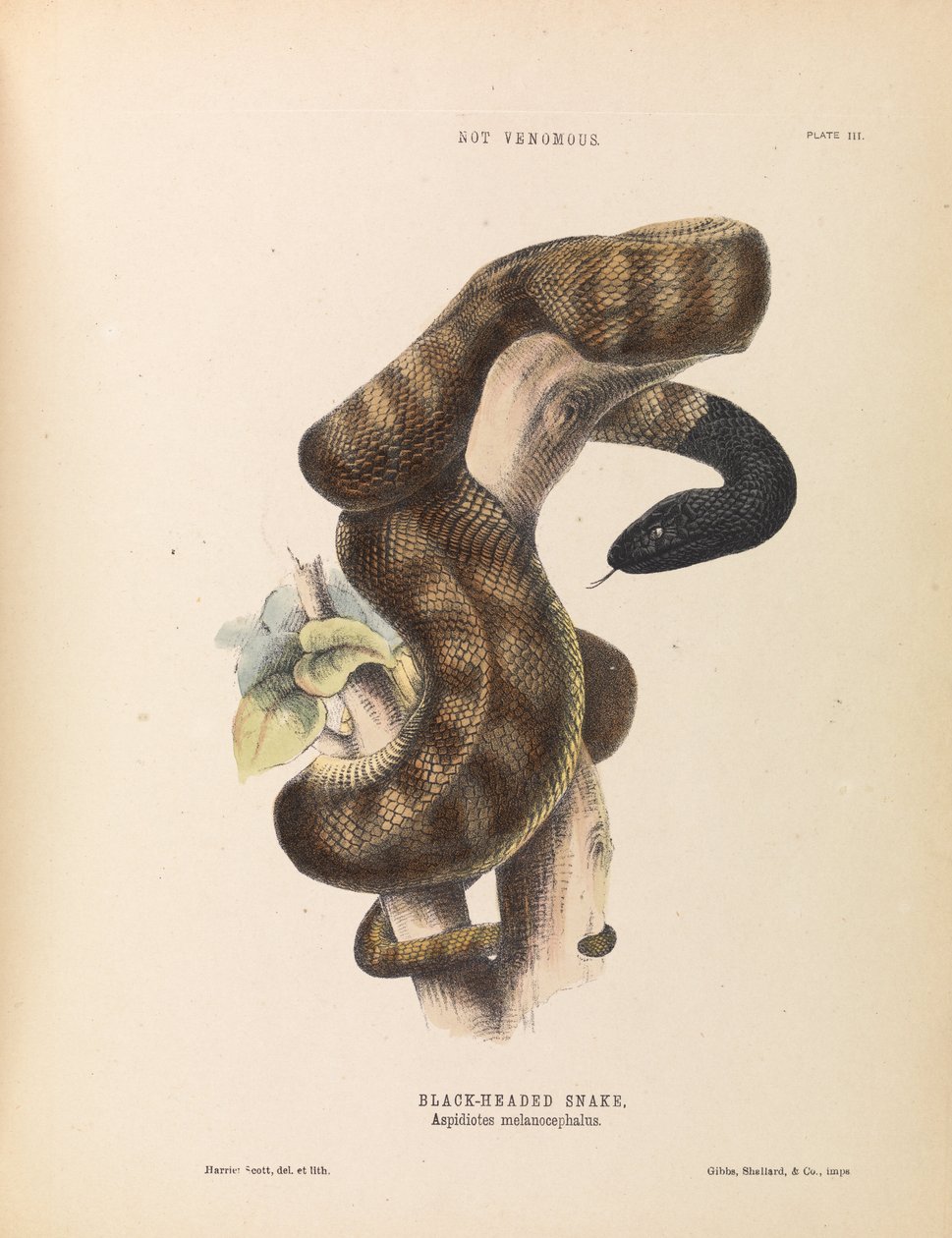 Svarthuvad orm, Aspidiotes melanocephalus av Harriet Scott
